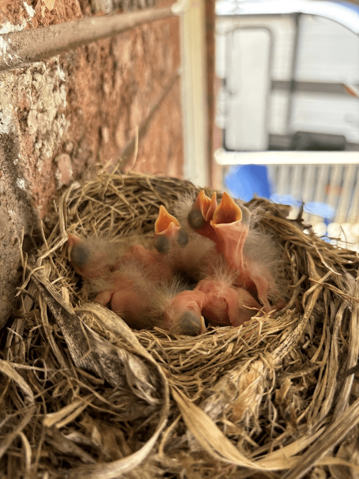 Do Robins Nest in Bird Houses? Surprising Facts Revealed!
